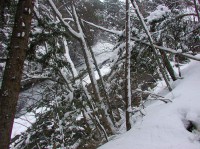 [2005-03-26_13.54.33_C3040ZHS.jpg]